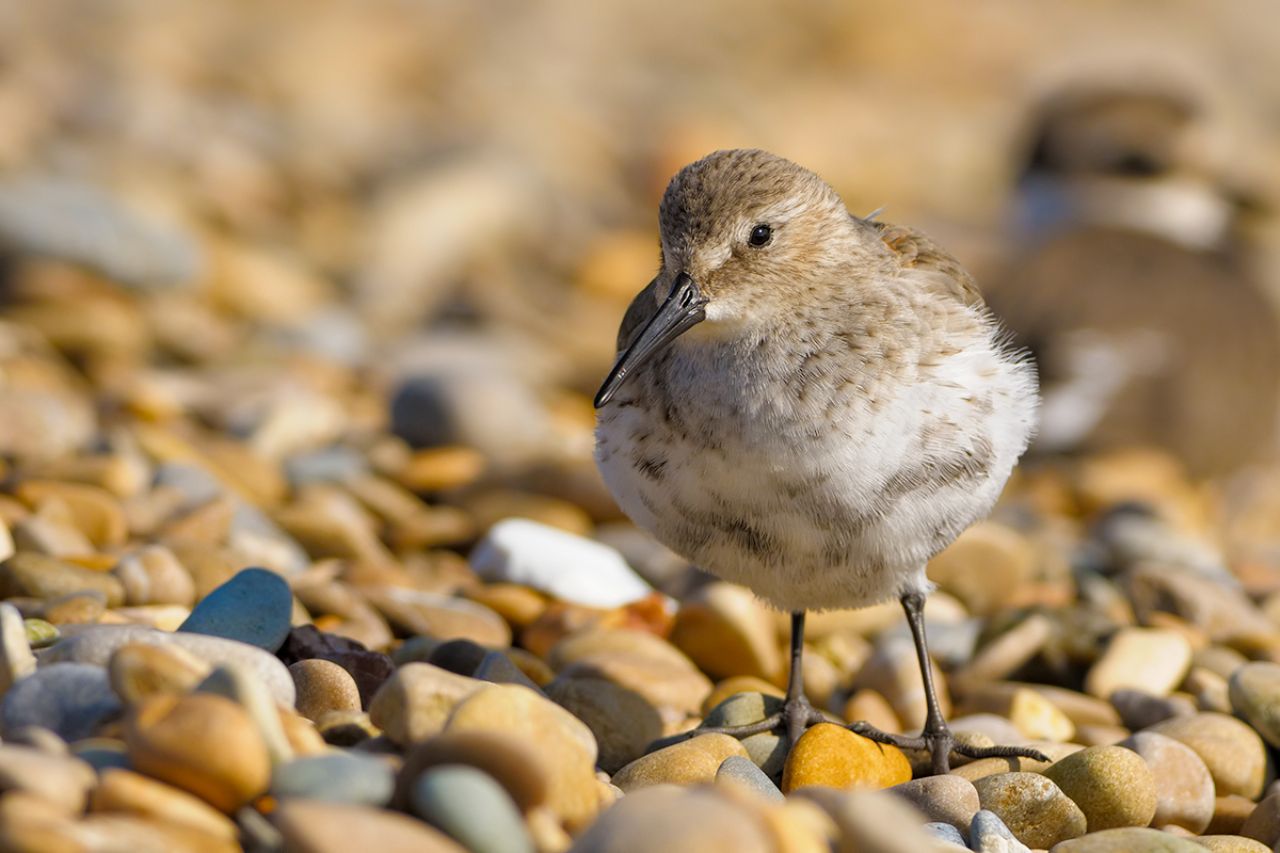 Piovanello pancianera Calidris alpina